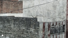 Funambulus pennantii