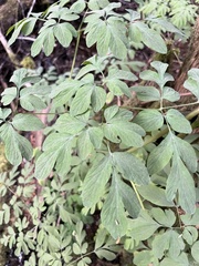 Corydalis