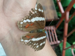 Anartia fatima