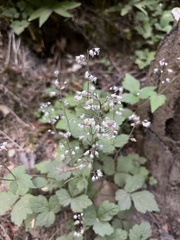 Tiarella trifoliata trifoliata