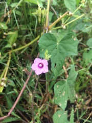 Ipomoea triloba