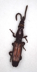Amorphocephalina