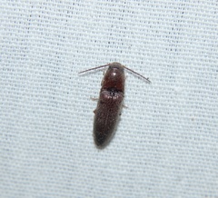 Dipropus simplex