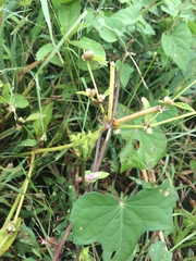 Ipomoea triloba