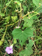 Ipomoea triloba