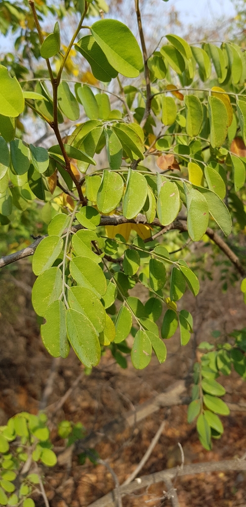 Purple-Wooded Dalbergia