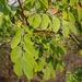 Dalbergia nitidula - Photo (c) Mervyn Lotter, μερικά δικαιώματα διατηρούνται (CC BY-NC), uploaded by Mervyn Lotter