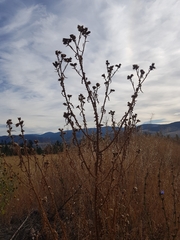 Carduus acanthoides acanthoides