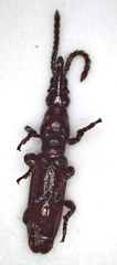 Amorphocephalina