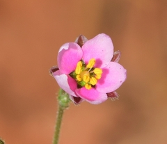 Rhodalsine geniculata