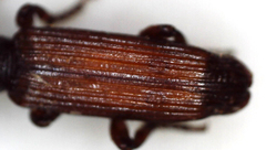 Amorphocephalina