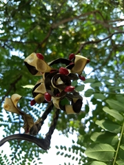Adenanthera pavonina