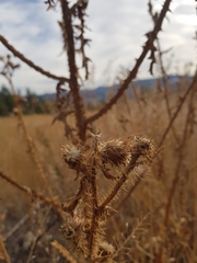 Carduus acanthoides acanthoides