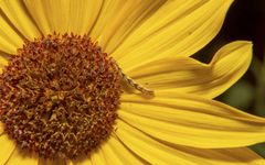Eupithecia miserulata