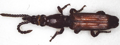 Amorphocephalina