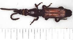 Amorphocephalina