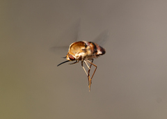 Meomyia