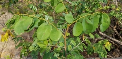 Dalbergia nitidula