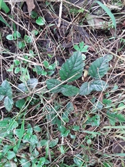 Rubus fruticosus