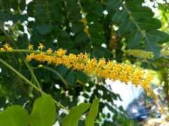 Adenanthera pavonina
