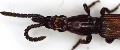 Amorphocephalina