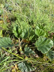 Pelargonium rodneyanum