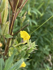 Oenothera villosa