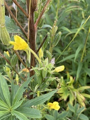 Oenothera villosa