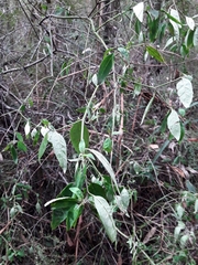 Prostanthera lasianthos