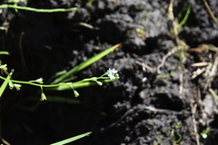 Myosotis laxa