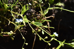 Myosotis laxa