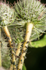 Aphis