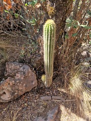 Trichocereus vollianus