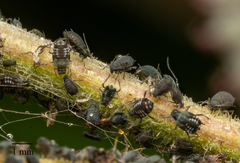 Aphis