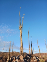 Fouquieria columnaris