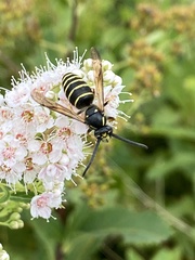 Dolichovespula norvegicoides