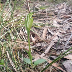 Pterostylis alpina