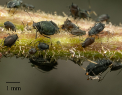 Aphis