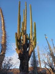 Pachycereus