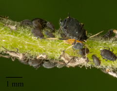 Aphis