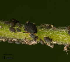 Aphis