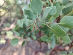Arctostaphylos viscida viscida