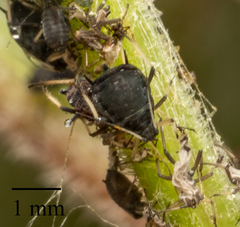Aphis