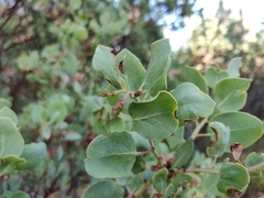 Arctostaphylos viscida viscida