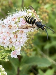 Dolichovespula norvegicoides