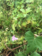 Ipomoea triloba
