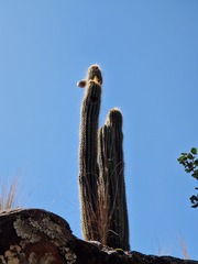Trichocereus vollianus