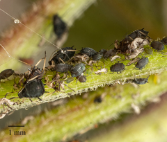 Aphis