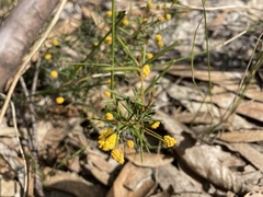 Acacia brownii