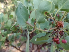 Arctostaphylos viscida viscida